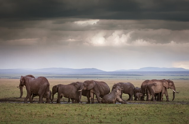 An Elephant family mud bath after rains in the Masai Mara, Kenya